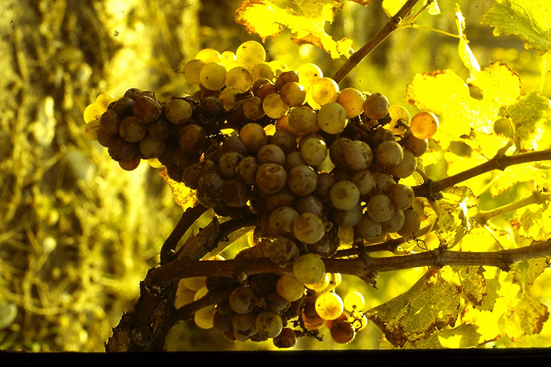 grappe dans le Jurançon